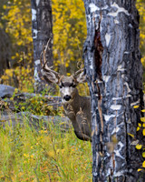 DSC_0047_edited-8x10-HR