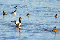 DSC_2071_edited-1_edited
