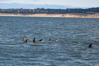 DSC_7333_edited