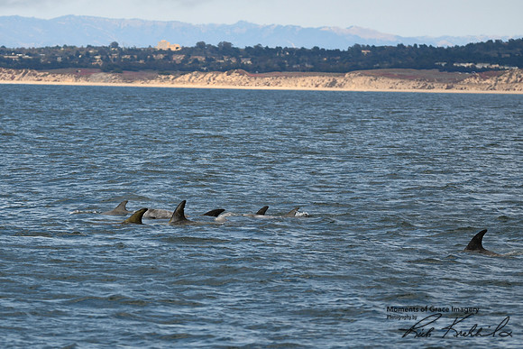 DSC_7333_edited
