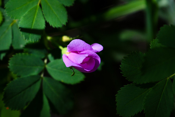 DSC_2672_edited