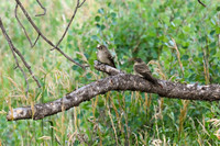 DSC_5446_edited - Western Wood Pewee - Adult & Juvenile