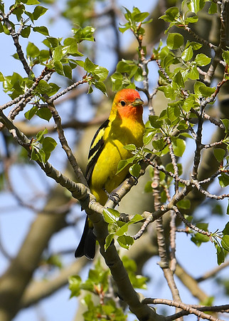 DSC_7402_edited - Western Tanager (Male)