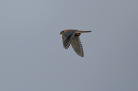 DSC_4281_edited
