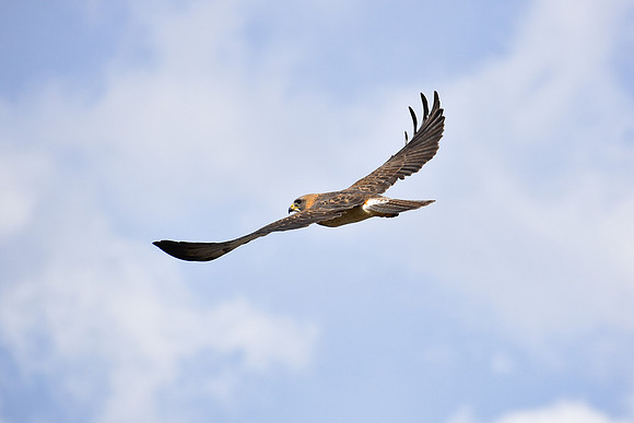 DSC_0104_edited-1 - Swainsen's Hawk - Max