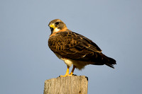 DSC_5868_edited