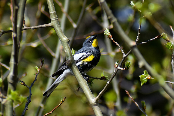 DSC_0967_edited - MX - Yellow Rumped Warbler (Audubon's Warbler)