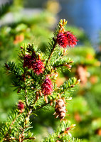 DSC_0207_edited
