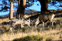 DSC_7182_edited