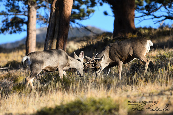 DSC_7182_edited