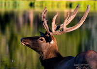 DSC_8822_edited_Watermarked_edited