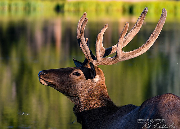 DSC_8822_edited_Watermarked_edited