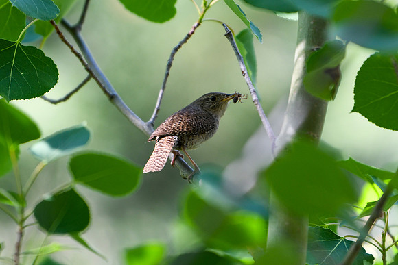 DSC_2599_edited