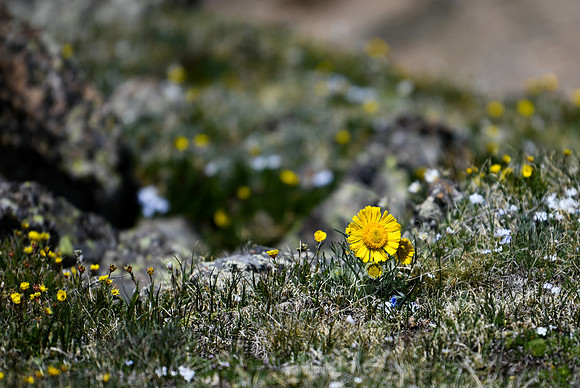 DSC_2753_edited-1