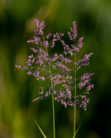 DSC_8311_edited
