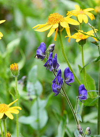 DSC_5048_edited - Purple Monk's Hood, Yellow Hairy Arnica