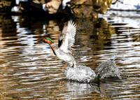 DSC_0592_edited-5x7 - Green-winged Teal Drake - Take-off!