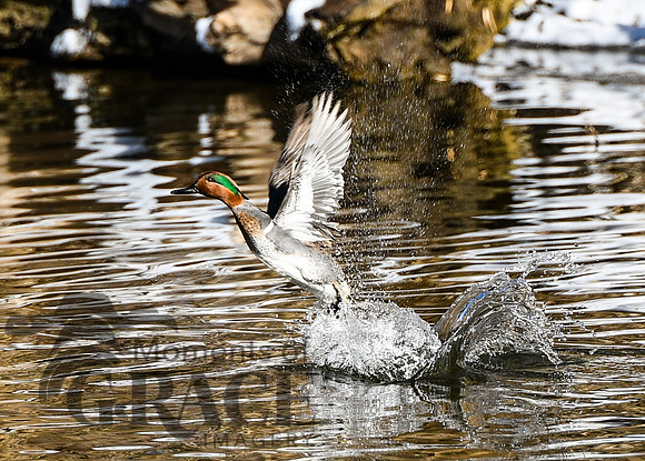 DSC_0592_edited-5x7 - Green-winged Teal Drake - Take-off!