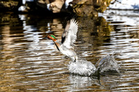DSC_0592_edited - Green-winged Teal Drake - Take-off!
