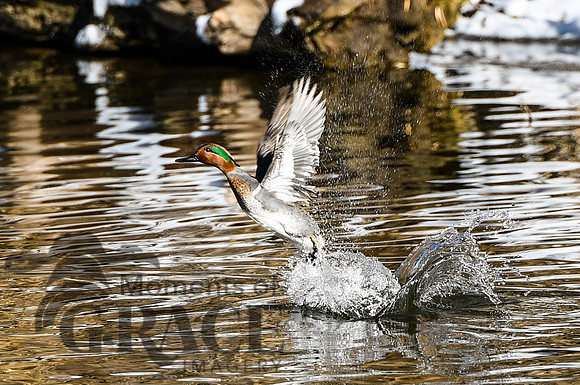 DSC_0592_edited - Green-winged Teal Drake - Take-off!