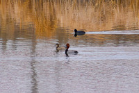 DSC_0999_edited - Red-head pair and coot
