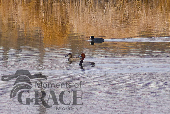 DSC_0999_edited - Red-head pair and coot