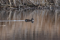 DSC_0974_edited - Blue-winged Teal Drake