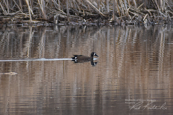 DSC_0974_edited - Blue-winged Teal Drake