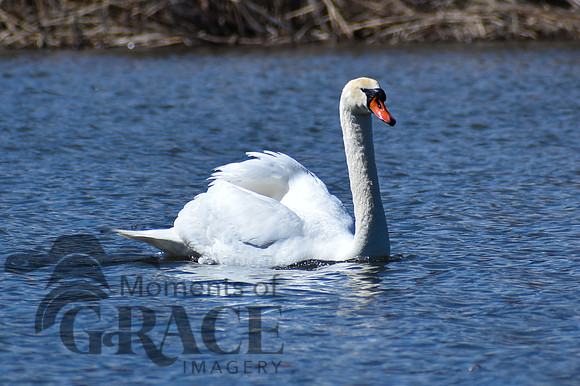 DSC_0738_edited