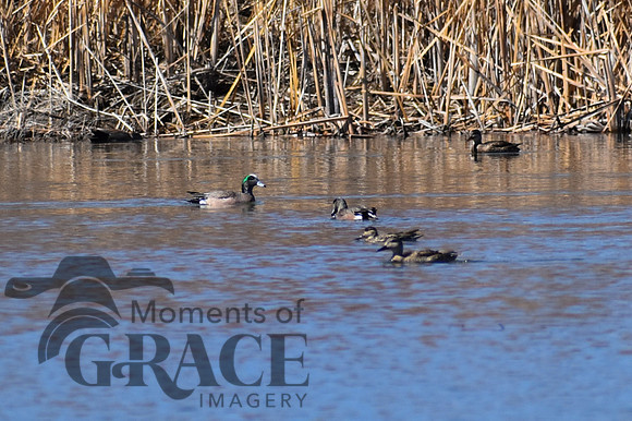 DSC_0667_edited_edited - American Wigeon & Gadwalls