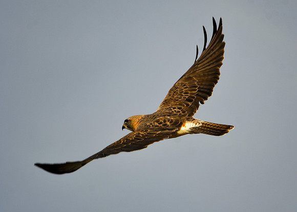 DSC_5881_edited - Swainsen's Hawk
