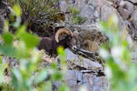 DSC_0977 - Josh_edited - Bighorn Ram looks to cross the road on the way up the hill.