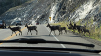 DSC_0960 - Josh_edited - Never know what you are going to see!!!  Bighorn crossing the road.