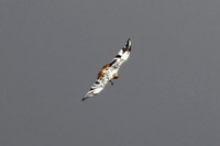 2024-03-17 - New Bald Eagle Nest - Leucistic Red-tailed hawk