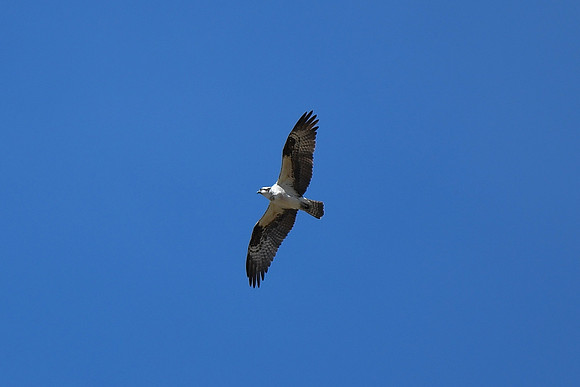 DSC_6558_edited