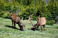 DSC_0679_edited