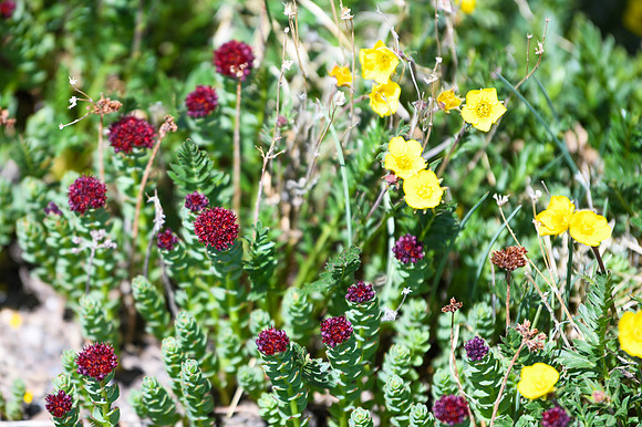 DSC_2699_edited - Kings Crown and Alpine Avens