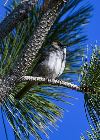 DSC_0232_edited - Green-Tailed Towhee