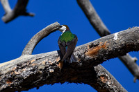 DSC_0210_edited-MX - Violet-Green Swallow