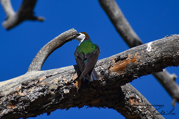 DSC_0210_edited-MX - Violet-Green Swallow