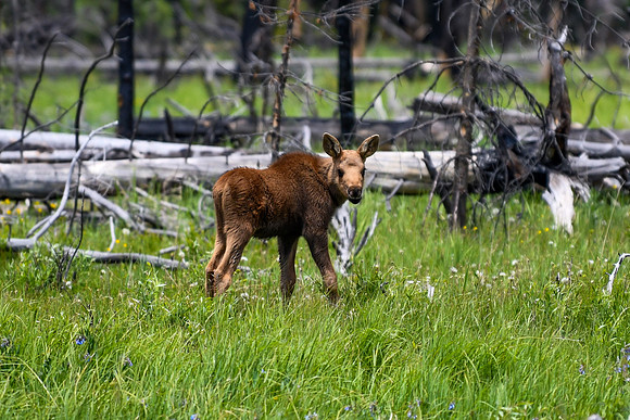 DSC_2831_edited-1