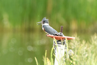 DSC_8233_edited