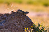 DSC_8969_edited_Watermarked_edited - Wyoming Ground Squirrel - RMNP