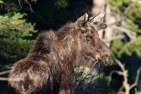 DSC_6340_edited - Young bull moose #1