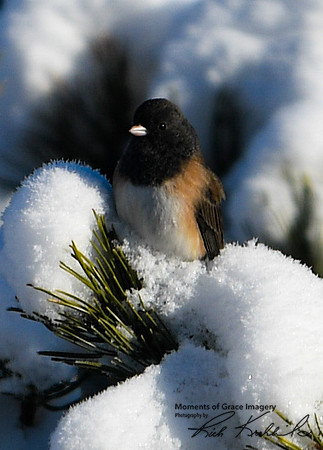DSC_1562_edited_edited - Oregon Junco