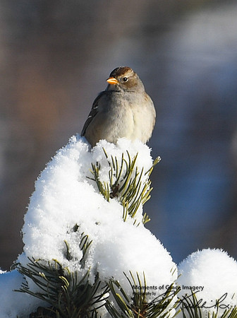 DSC_1526_edited_edited - Field Sparrow