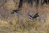 DSC_0427_edited_edited - Mallard Duck Drake & Hen