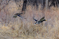 DSC_0427_edited-1 - Mallard Duck Drake & Hen