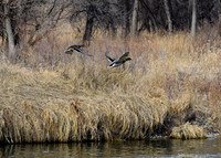 DSC_0427_edited - Mallard Duck Drake & Hen
