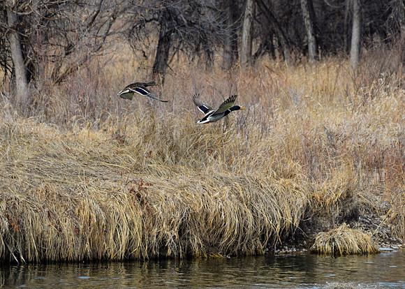 DSC_0427_edited - Mallard Duck Drake & Hen